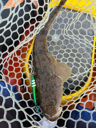 マゴチの釣果