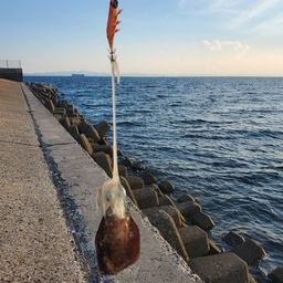 アオリイカ