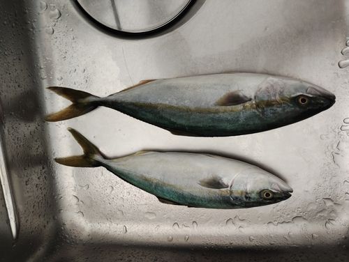 ツバスの釣果