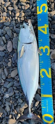 ソウダガツオの釣果