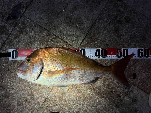 マダイの釣果