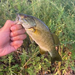 スモールマウスバス