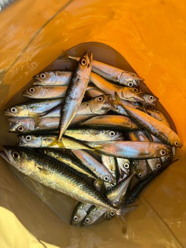 サバの釣果