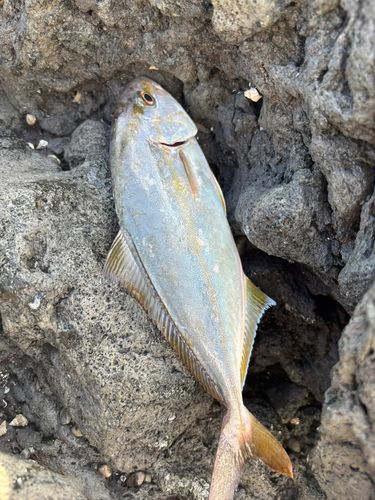 ショゴの釣果
