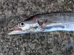 タチウオの釣果