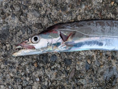 タチウオの釣果