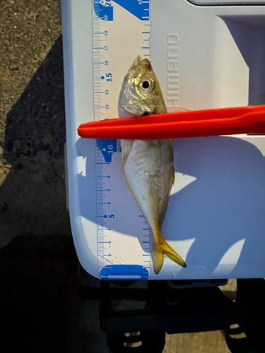マアジの釣果