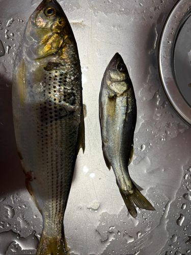 コノシロの釣果