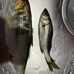 コノシロ