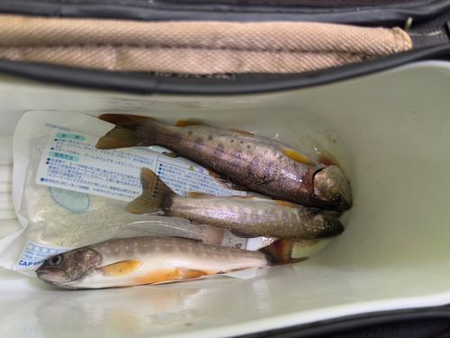 イワナの釣果