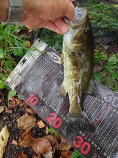 スモールマウスバスの釣果