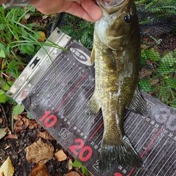 スモールマウスバス