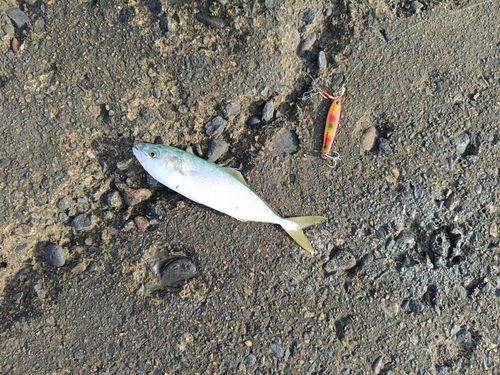 コゾクラの釣果