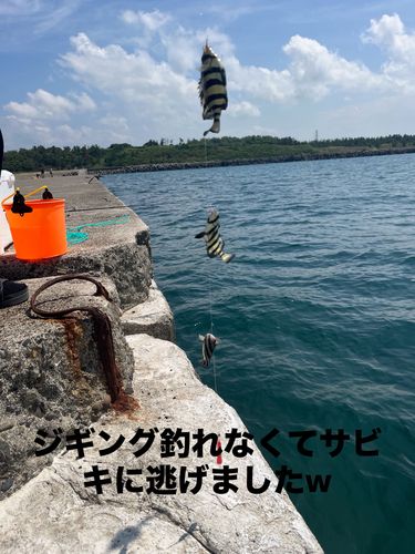 イシダイ