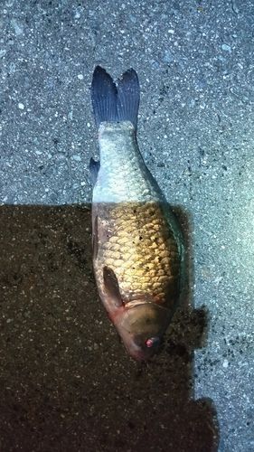 ヘラブナの釣果