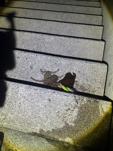 タコの釣果