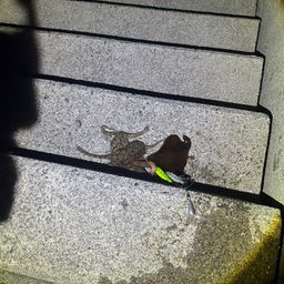 タコ
