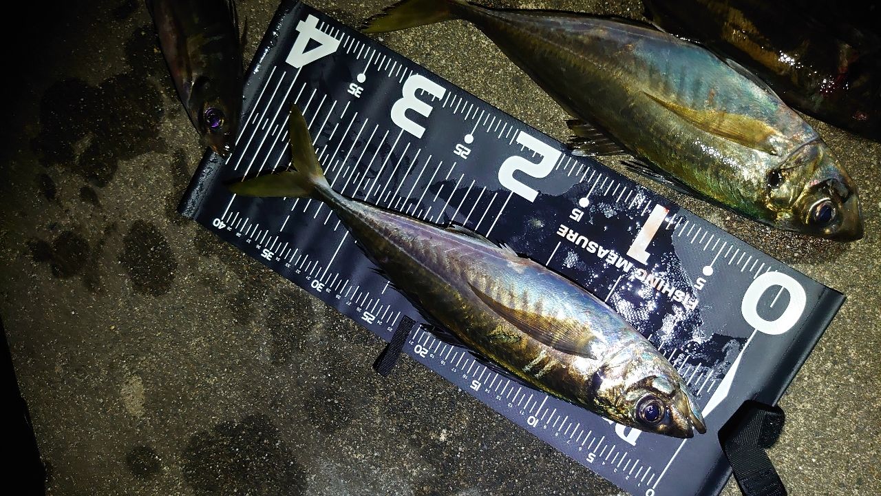 アジ