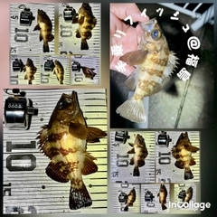 メバルの釣果