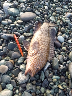 オオモンハタの釣果