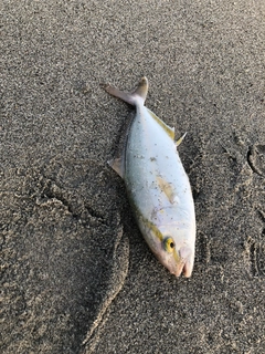 ショゴの釣果