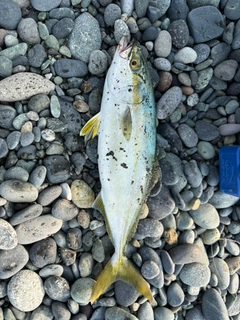 ワカシの釣果