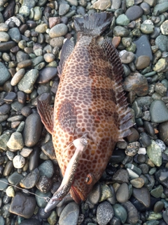 オオモンハタの釣果