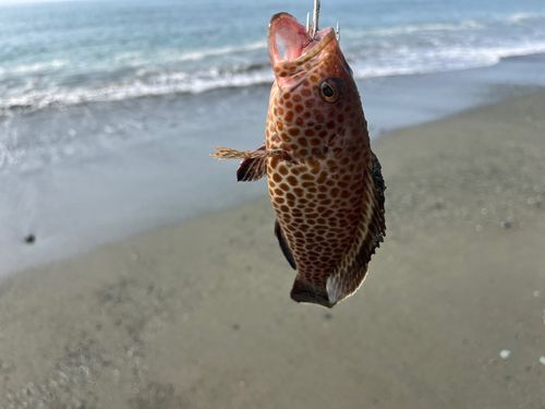 オオモンハタの釣果