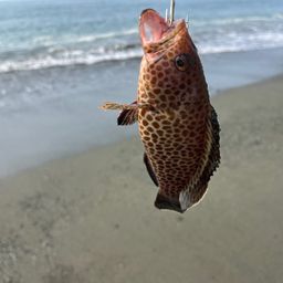オオモンハタ