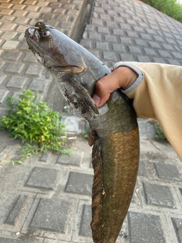 ナマズの釣果