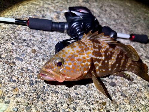 キジハタの釣果