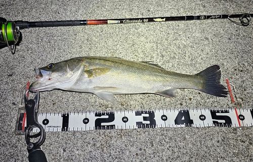 セイゴ（マルスズキ）の釣果