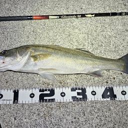 セイゴ(マルスズキ)