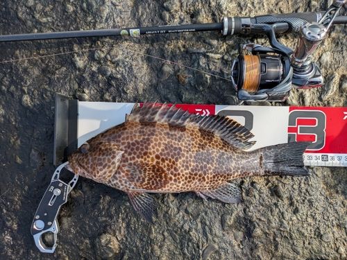 オオモンハタの釣果