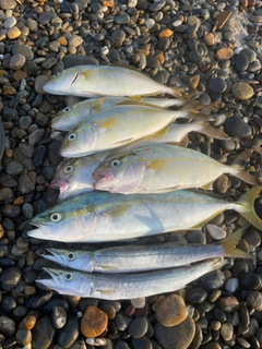ワカシの釣果