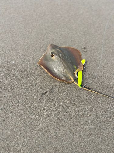 エイの釣果
