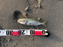 ワカシの釣果