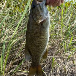スモールマウスバス