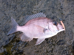 メイチダイの釣果