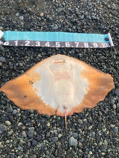 ツバクロエイの釣果
