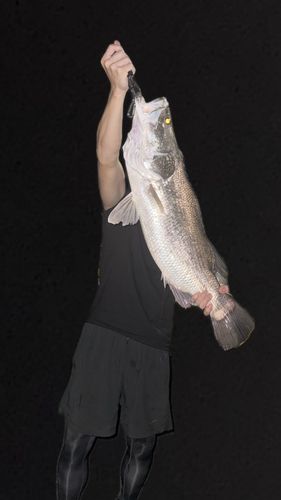 アカメの釣果