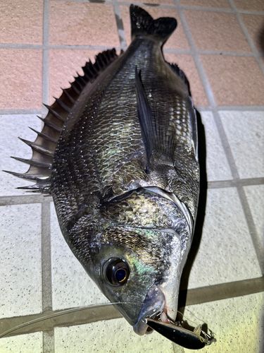 クロダイの釣果