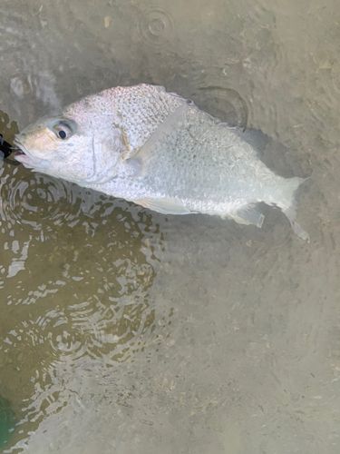 ホシミゾイサキの釣果