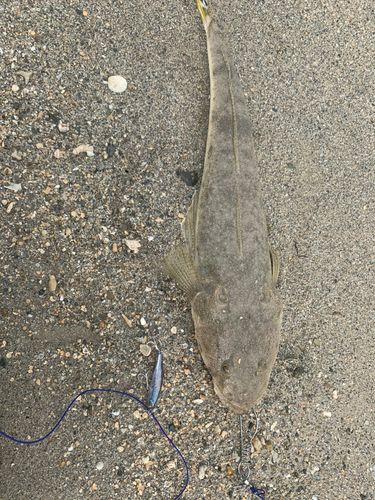 ミナミマゴチの釣果