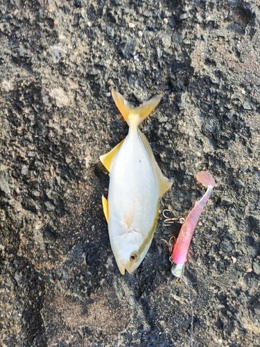 シオの釣果