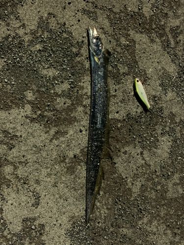 タチウオの釣果