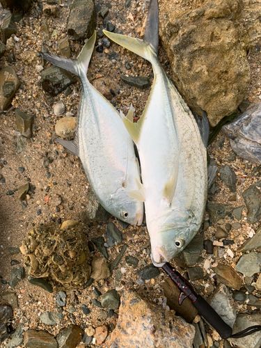 オニヒラアジの釣果