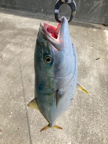 イナダの釣果