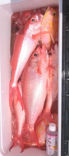 ハマダイの釣果