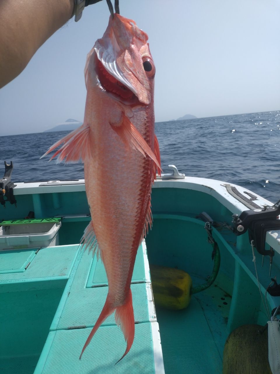 ハマダイ
